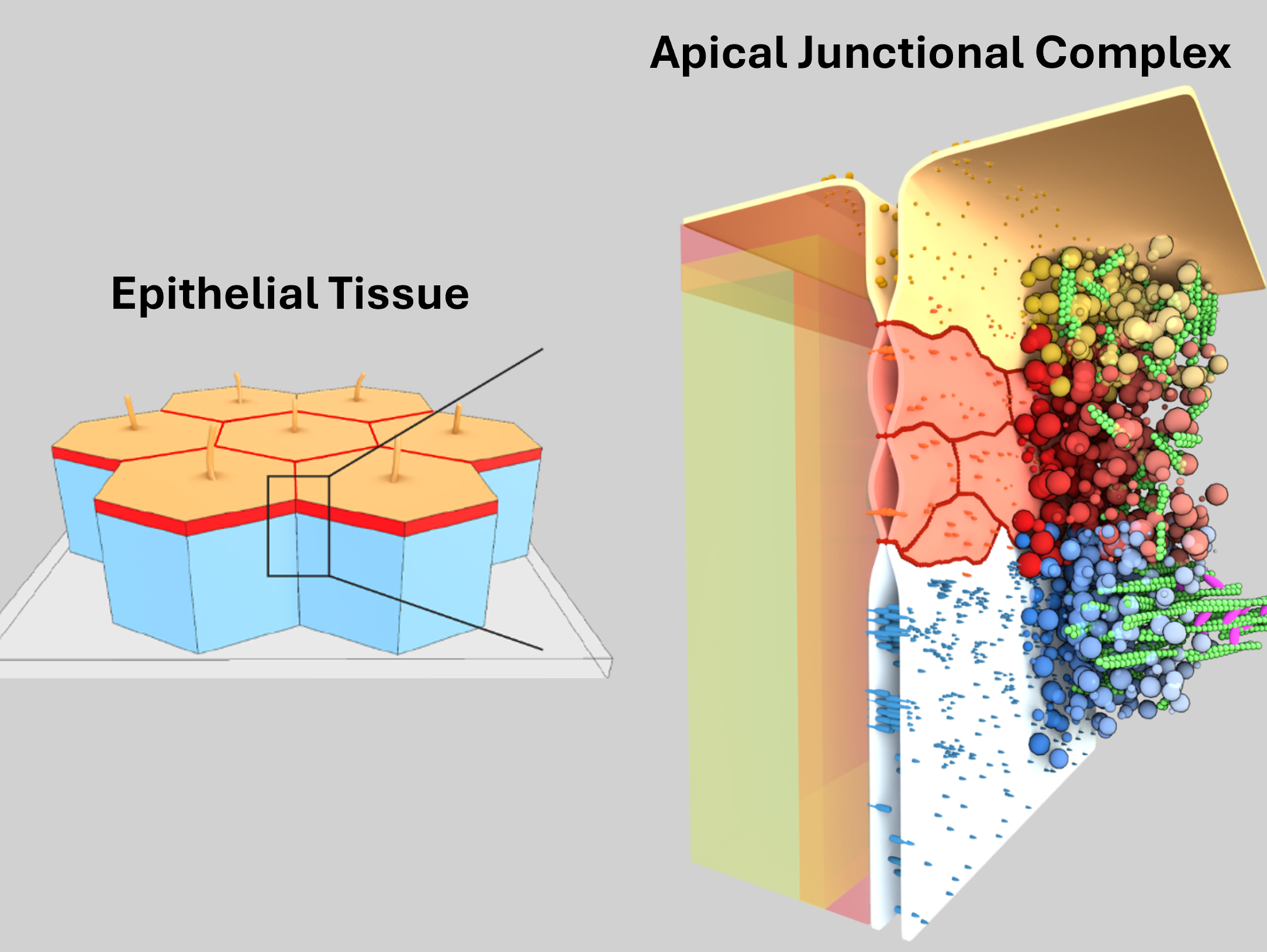 Adhesion Complexes