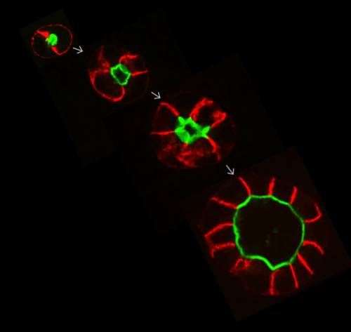 Lumen Formation